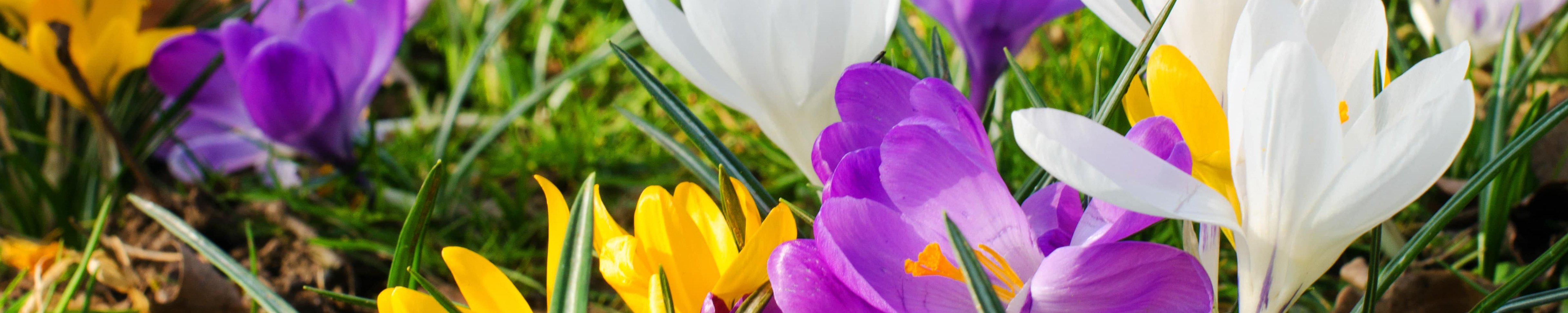 Frühlingswiese mit blühenden Blumen