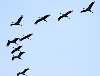 Vögel fliegen im V formatiert vor blauem Himmel.