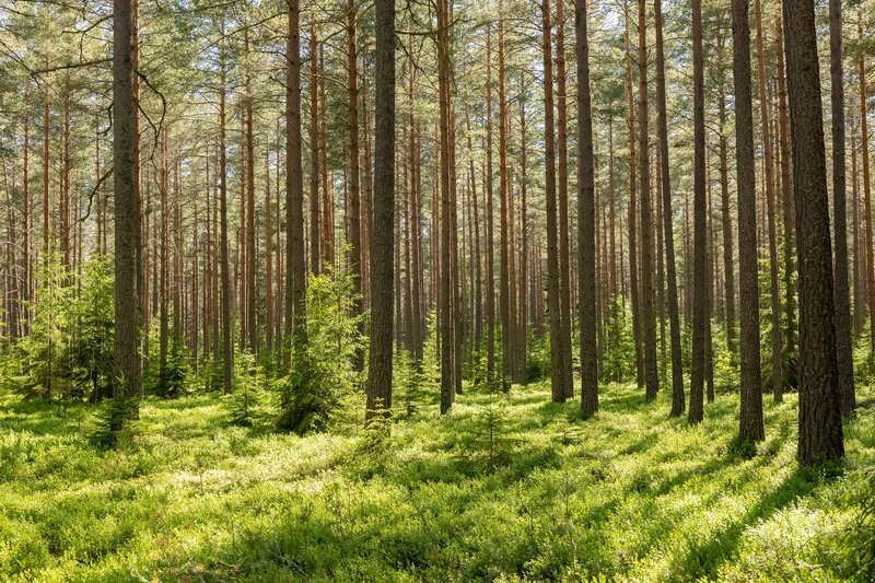 Eine Lichtung im Wald. 