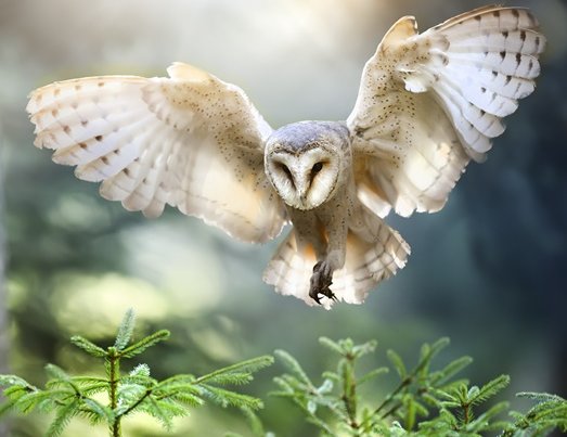Eule im Angriffsflug Wald Lichtung Jäger