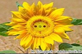 Sonnenblume mit Steckdose in der Mitte