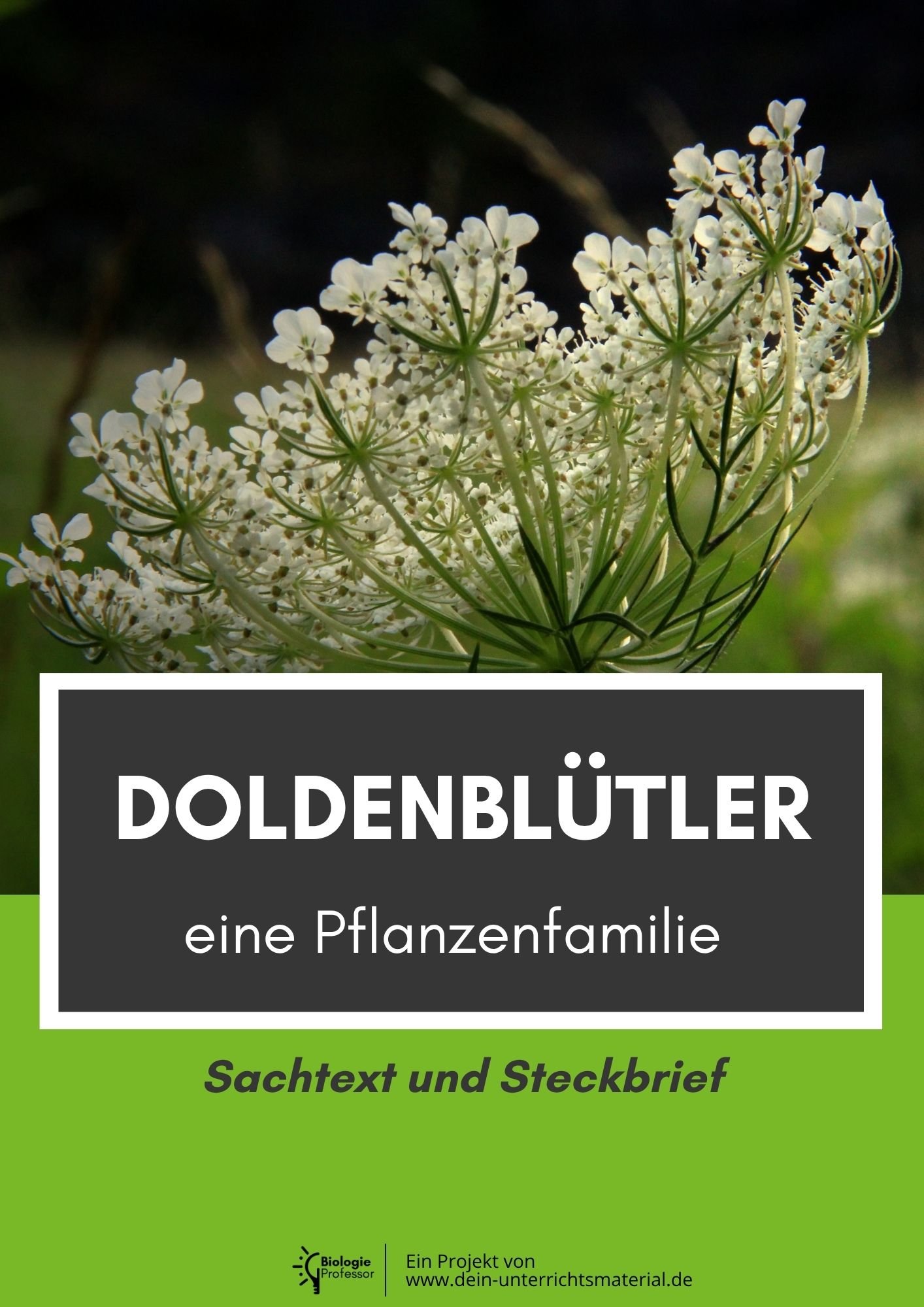 004061 Doldenbluetler Eine Pflanzenfamilie Sachtext Und Steckbrief
