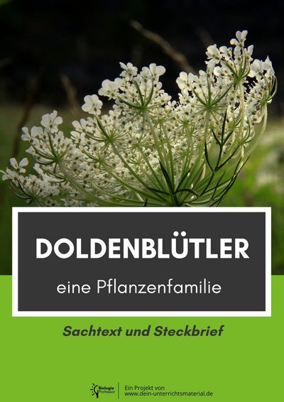004061 Doldenbluetler Eine Pflanzenfamilie Sachtext Und Steckbrief