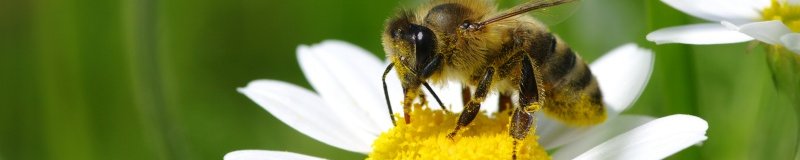 Biene auf einer Blume