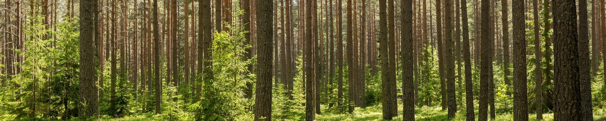 Blick aus einer Lichtung in den Wald 