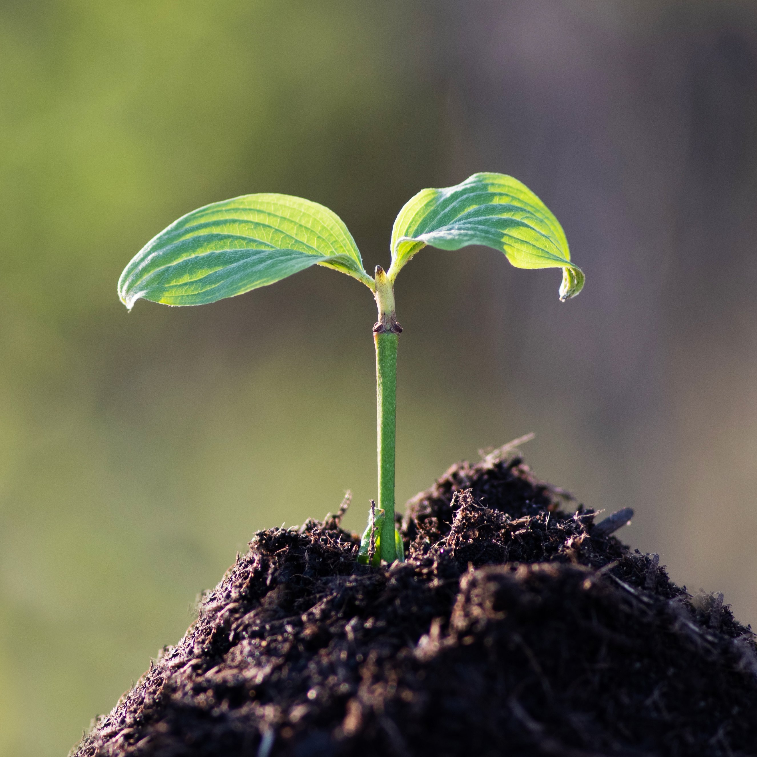 Keimling in Erde