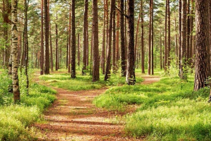 Wald, grün, Farn