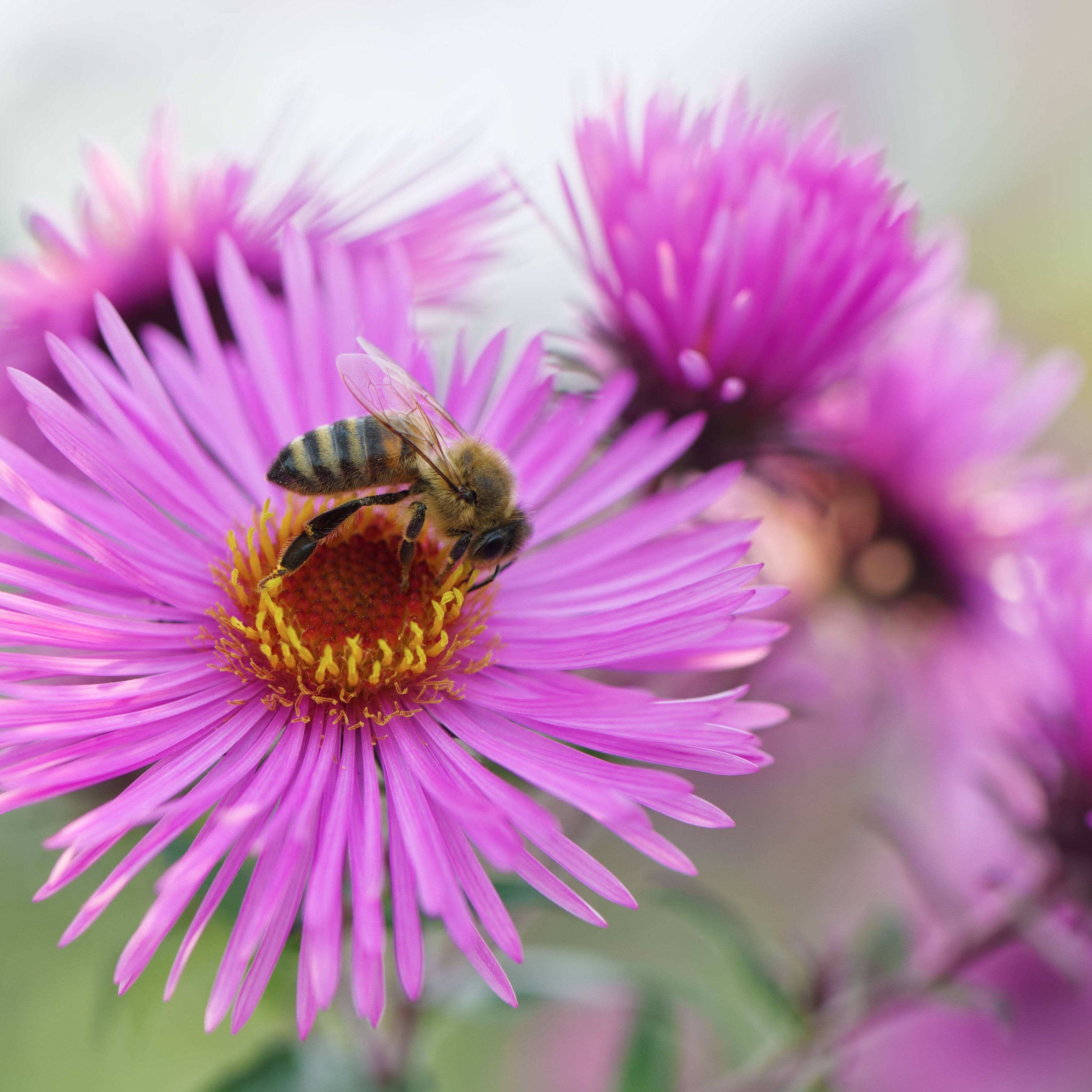 Biene auf lilaner Blüte