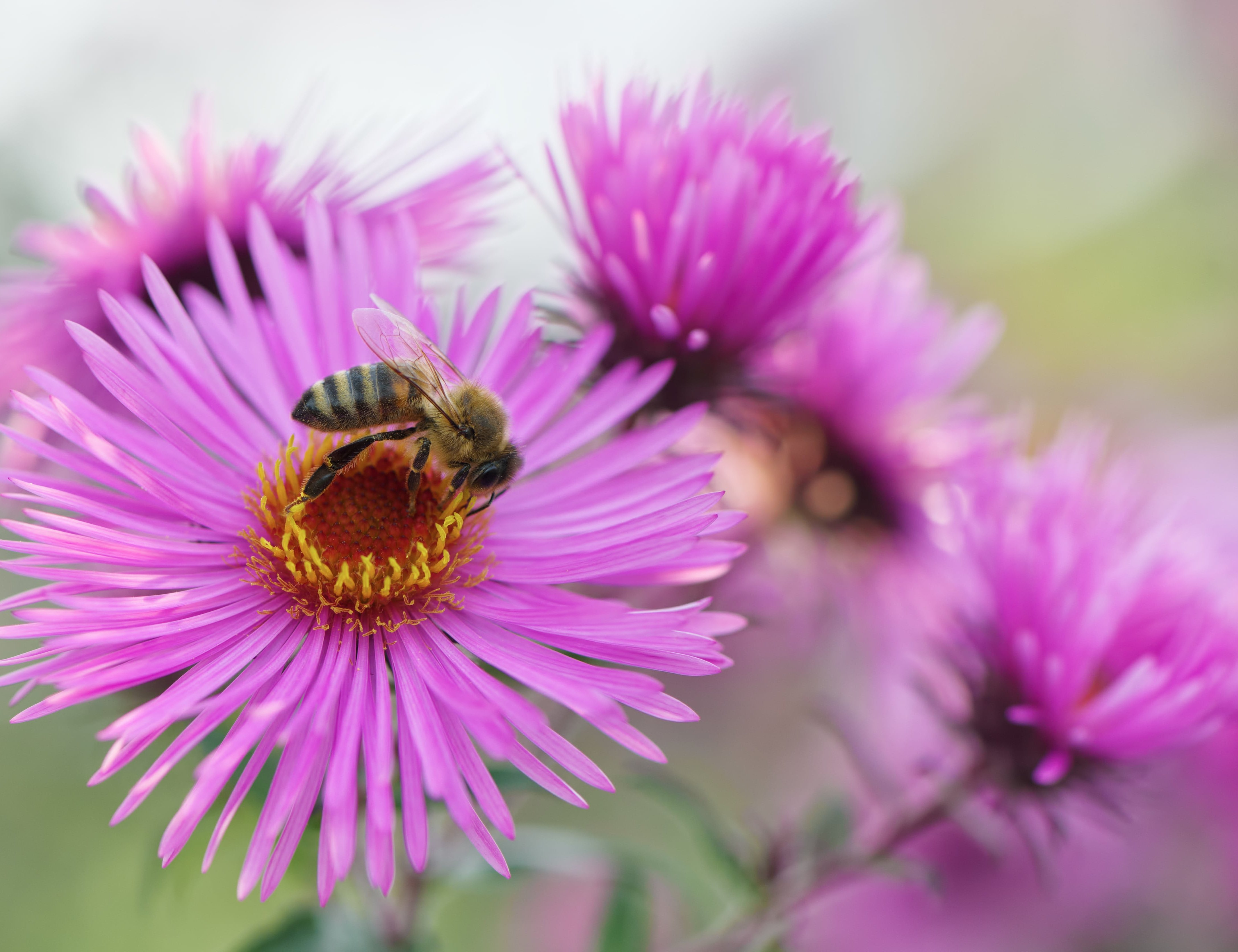 Biene auf lila Blüte