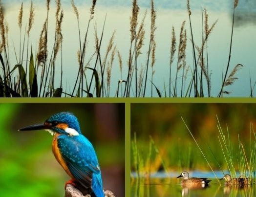 Teich mit Enten und Eisvogel