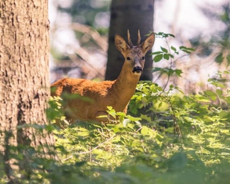 Ein Reh steht im Wald