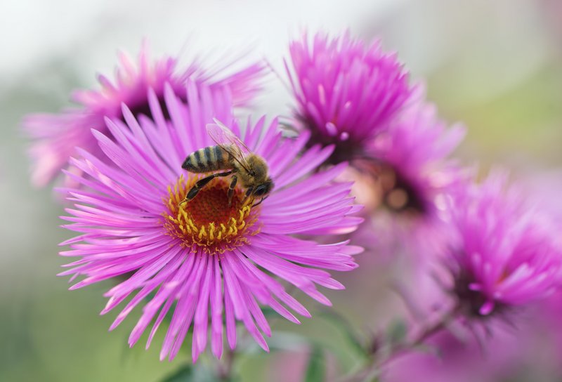 Biene auf einer lila Blume