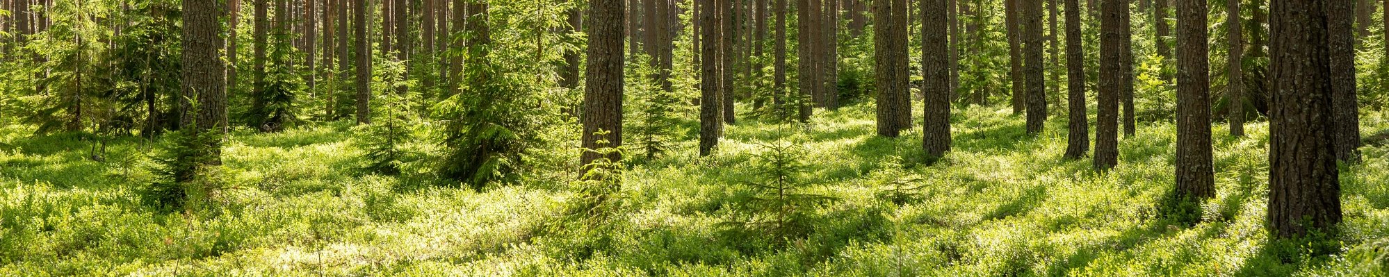 Waldweg