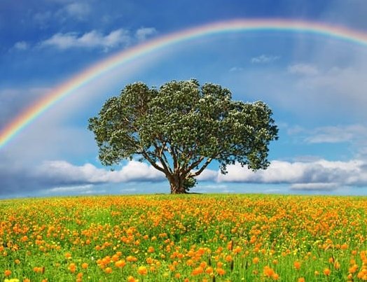 blühende Wiese und Baum, ein Regenbogen im blauen Himmel