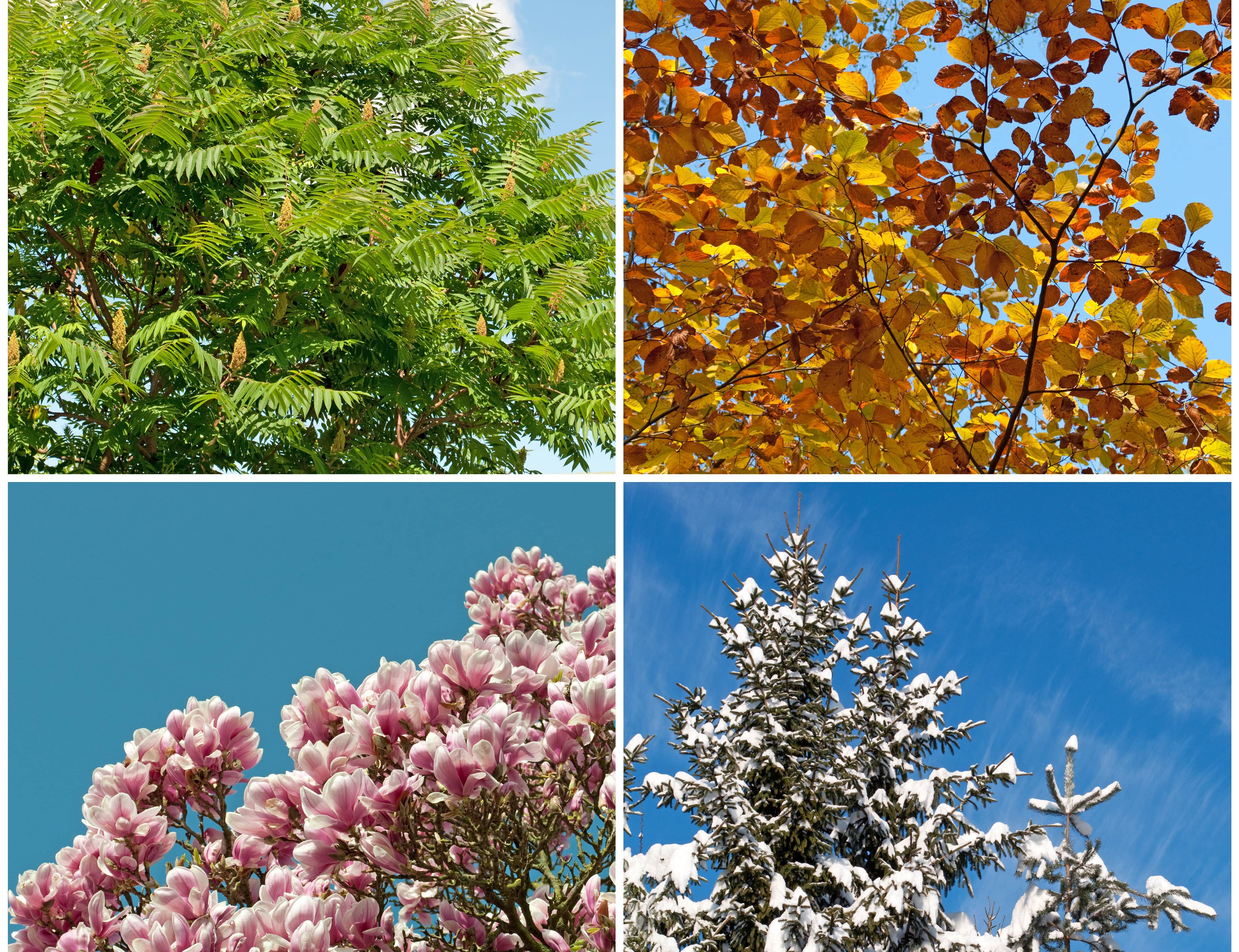 Baum in verschiedenen Jahreszeiten