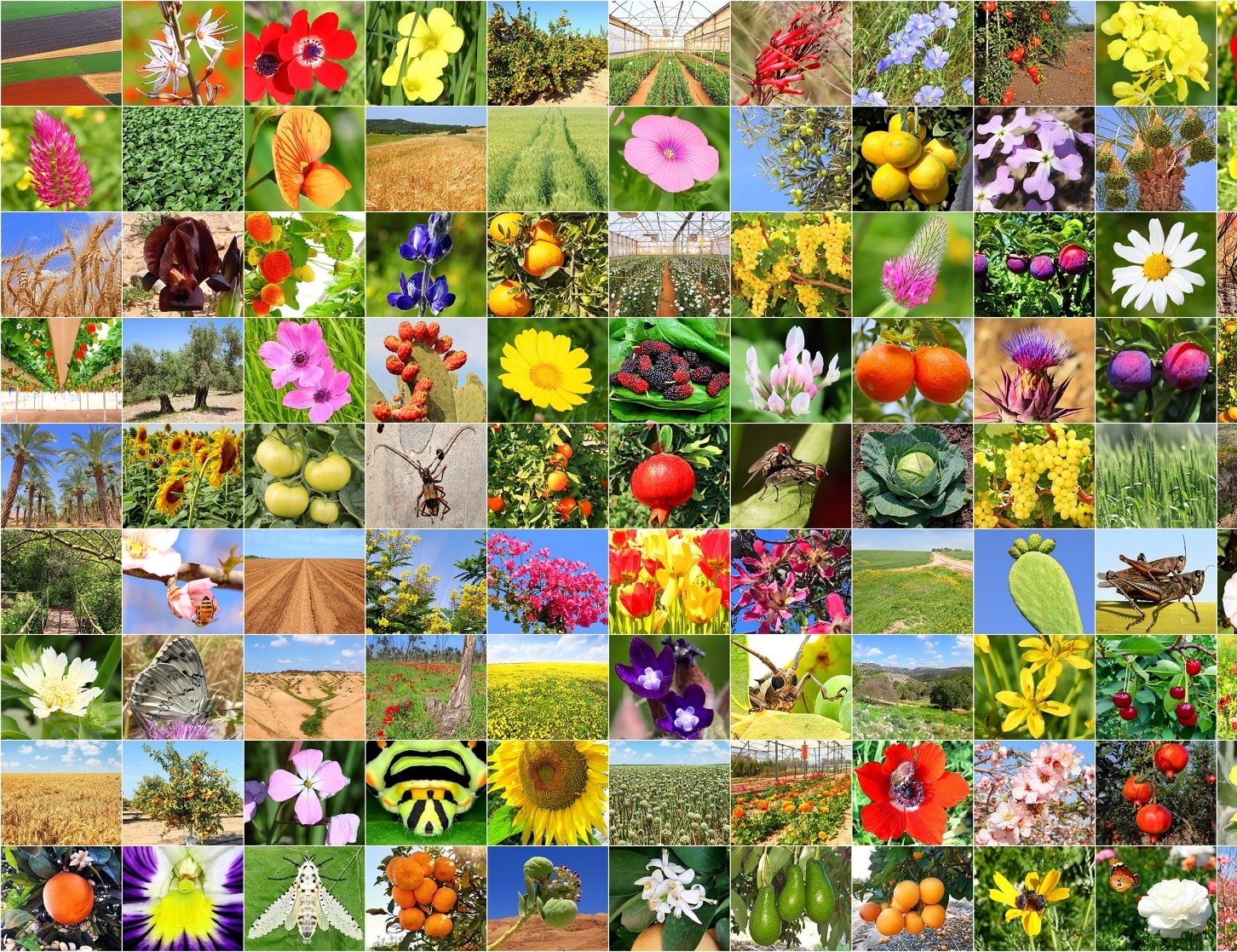 bunte Fotokollage mit Bildern von Blumen und Insekten