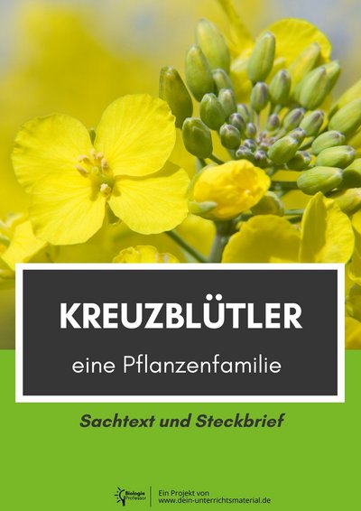 004024 Kreuzbluetler Eine Pflanzenfamilie Sachtext Und Steckbrief