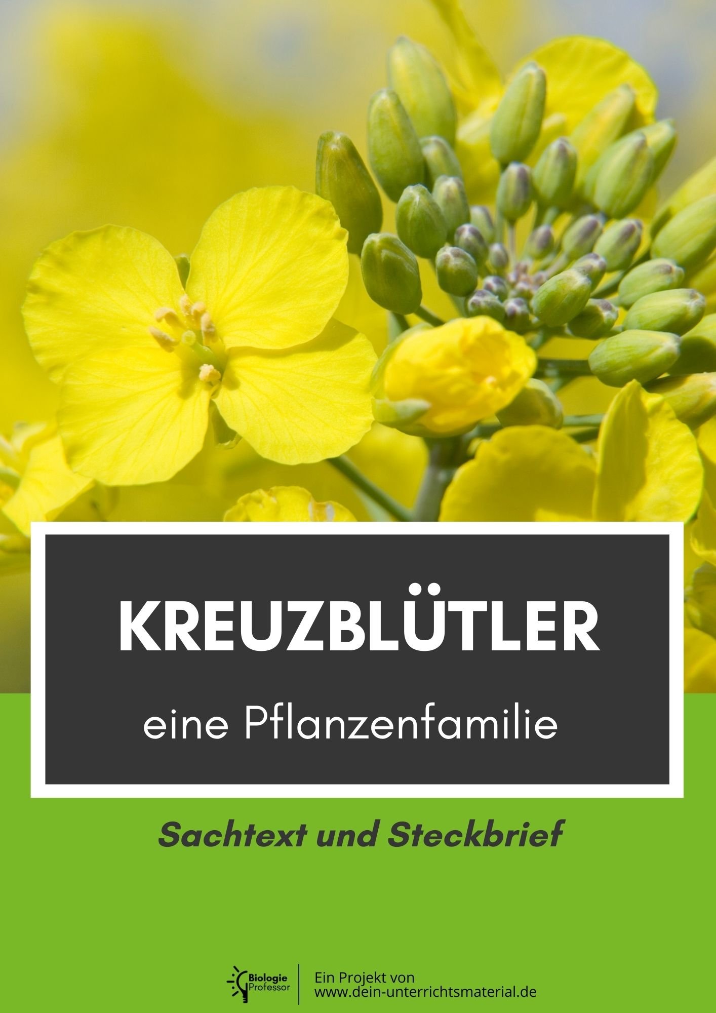 004024 Kreuzbluetler Eine Pflanzenfamilie Sachtext Und Steckbrief