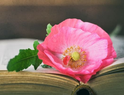 geöffnetes Buch mit Blume darin