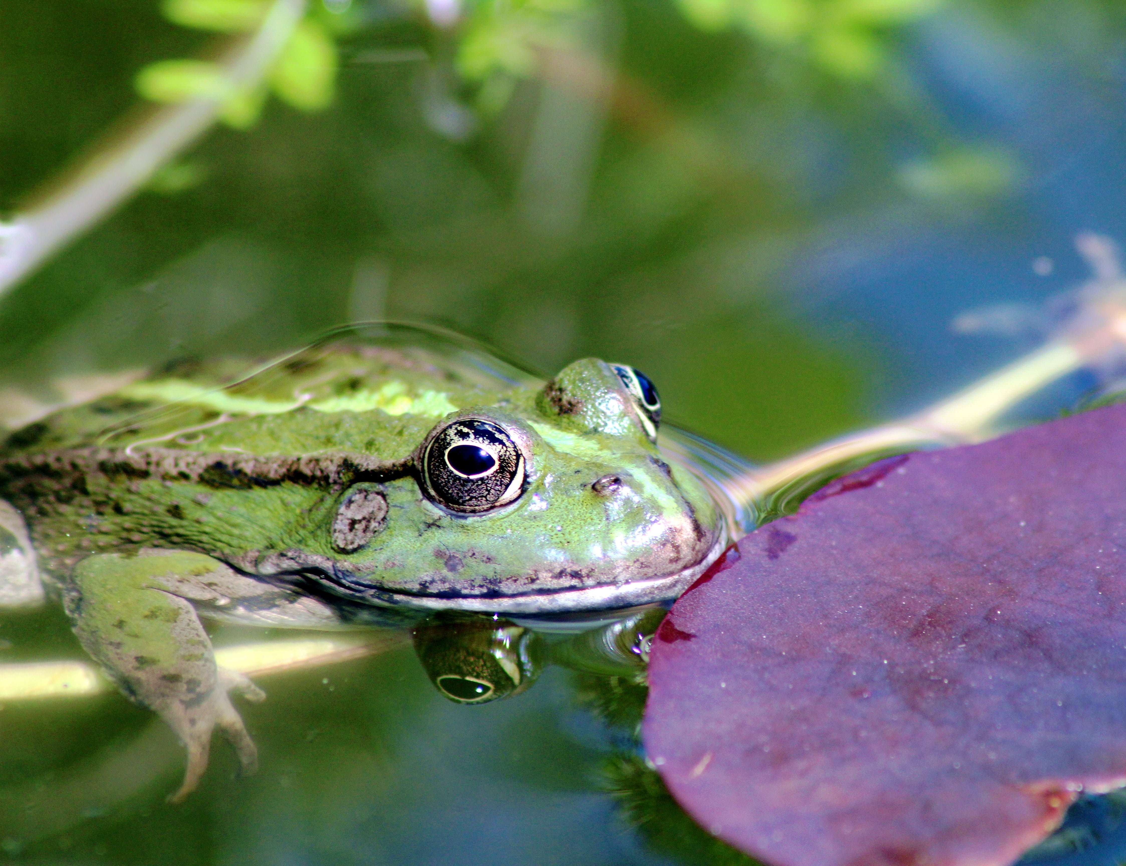 Frosch im Teich