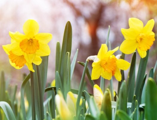 Blühende Osterglocken au einer Wiese