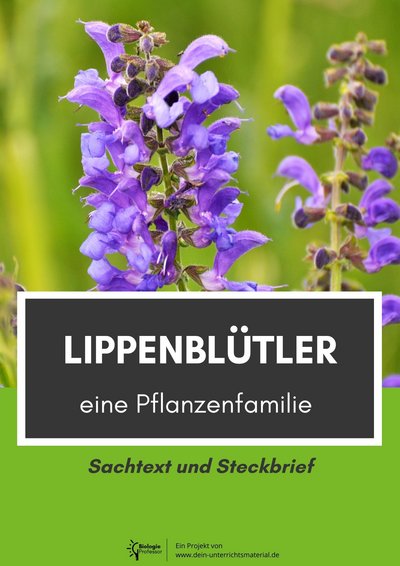 003988 Lippenbluetler Eine Pflanzenfamilie Sachtext Und Steckbrief