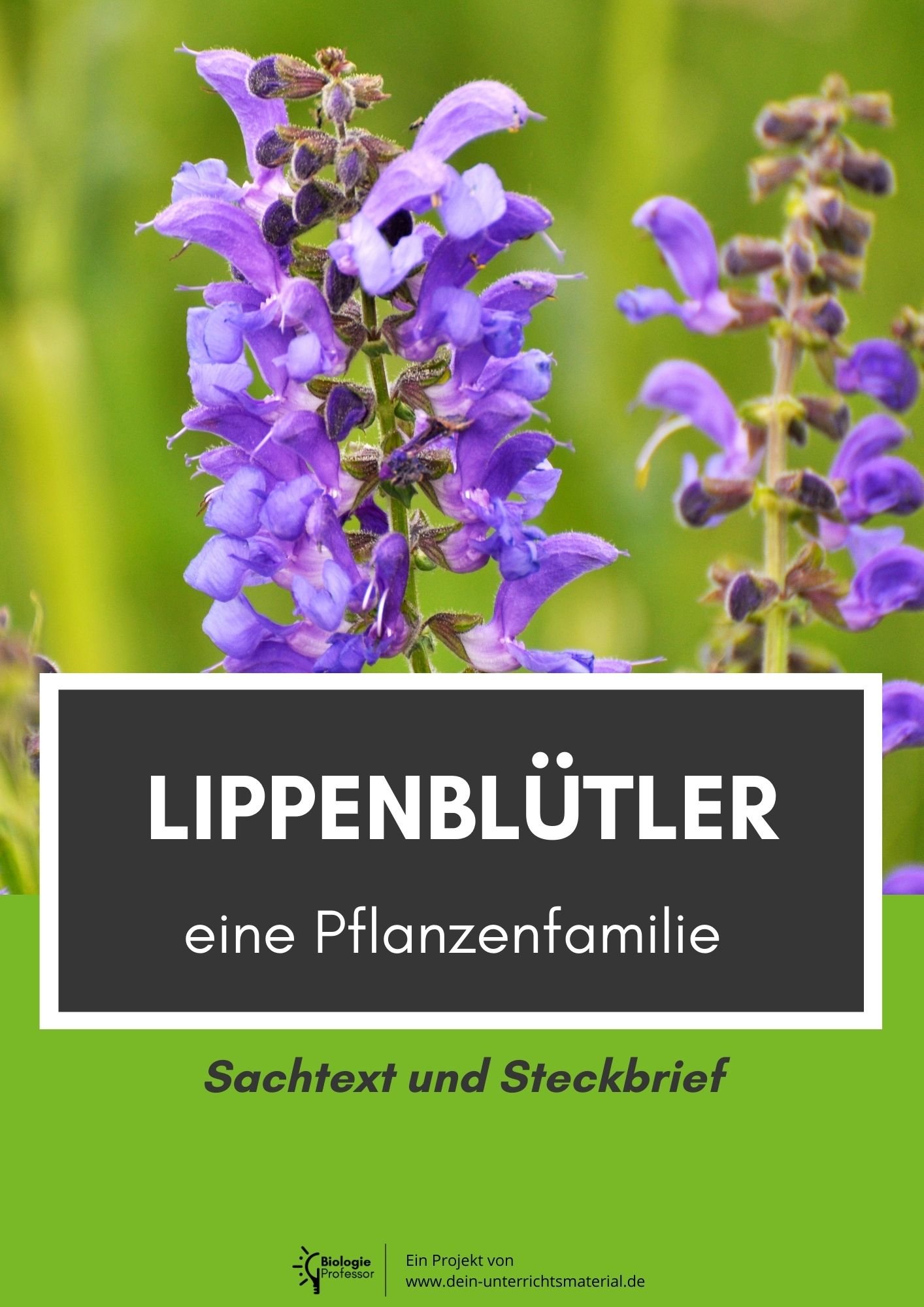 003988 Lippenbluetler Eine Pflanzenfamilie Sachtext Und Steckbrief