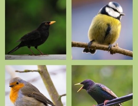 Collage: eine Amsel, eine Meise, ein Rotkehlchen und ein Star