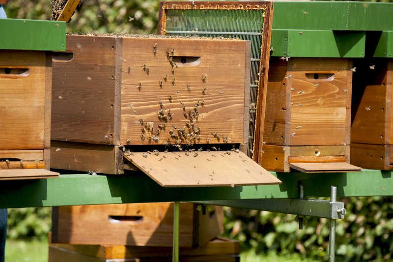 Bienenstock aus dem viele Bienen kommen. 
