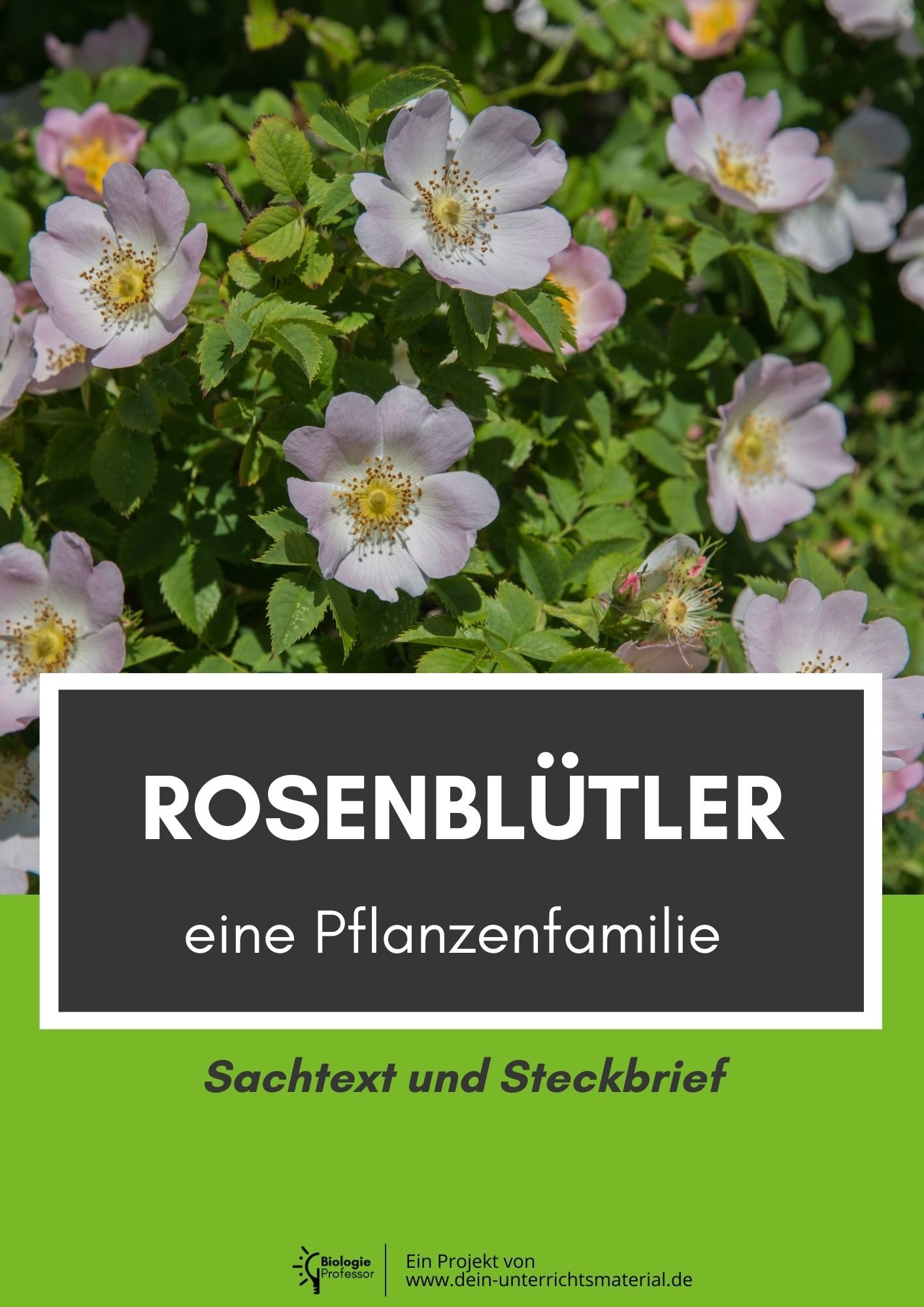004010 Rosenbluetler Eine Pflanzenfamilie Sachtext Und Steckbrief