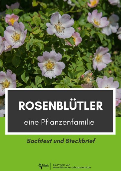 004010 Rosenbluetler Eine Pflanzenfamilie Sachtext Und Steckbrief