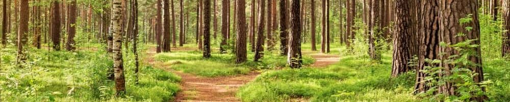 Blick aus einer Lichtung in den Wald 