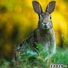 Der Hase | Lehrer-Online