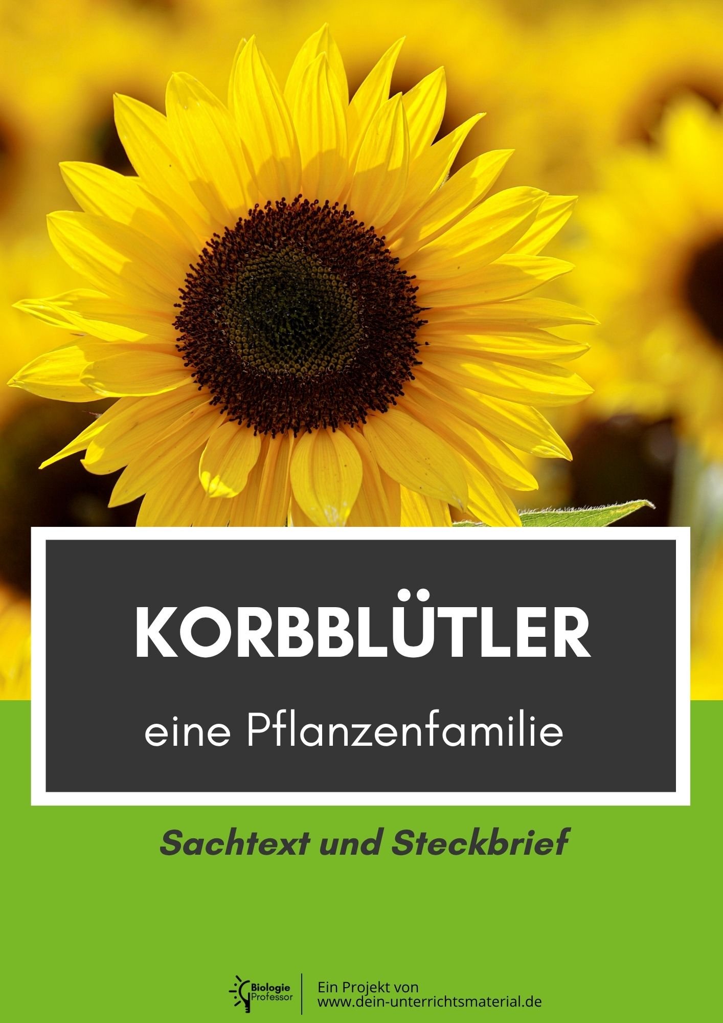 004009 Korbbluetler Eine Pflanzenfamilie Sachtext Und Steckbrief