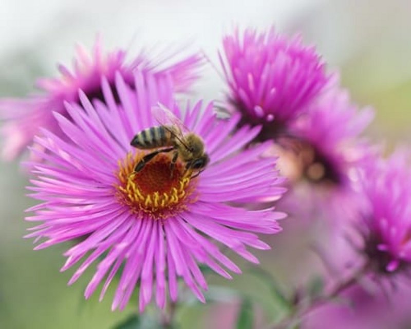 Eine Biene sitzt auf einer pinken Blüte
