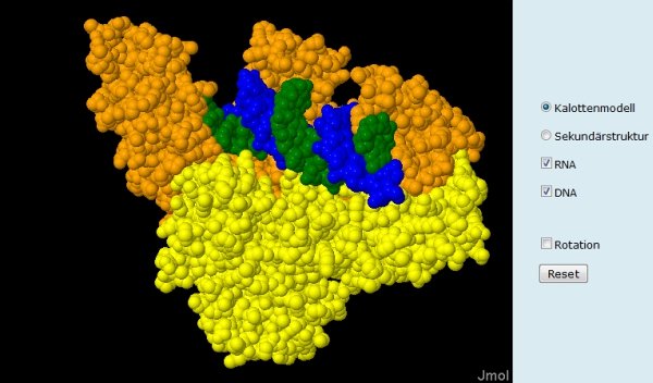 RNA/DNA-Hybrid