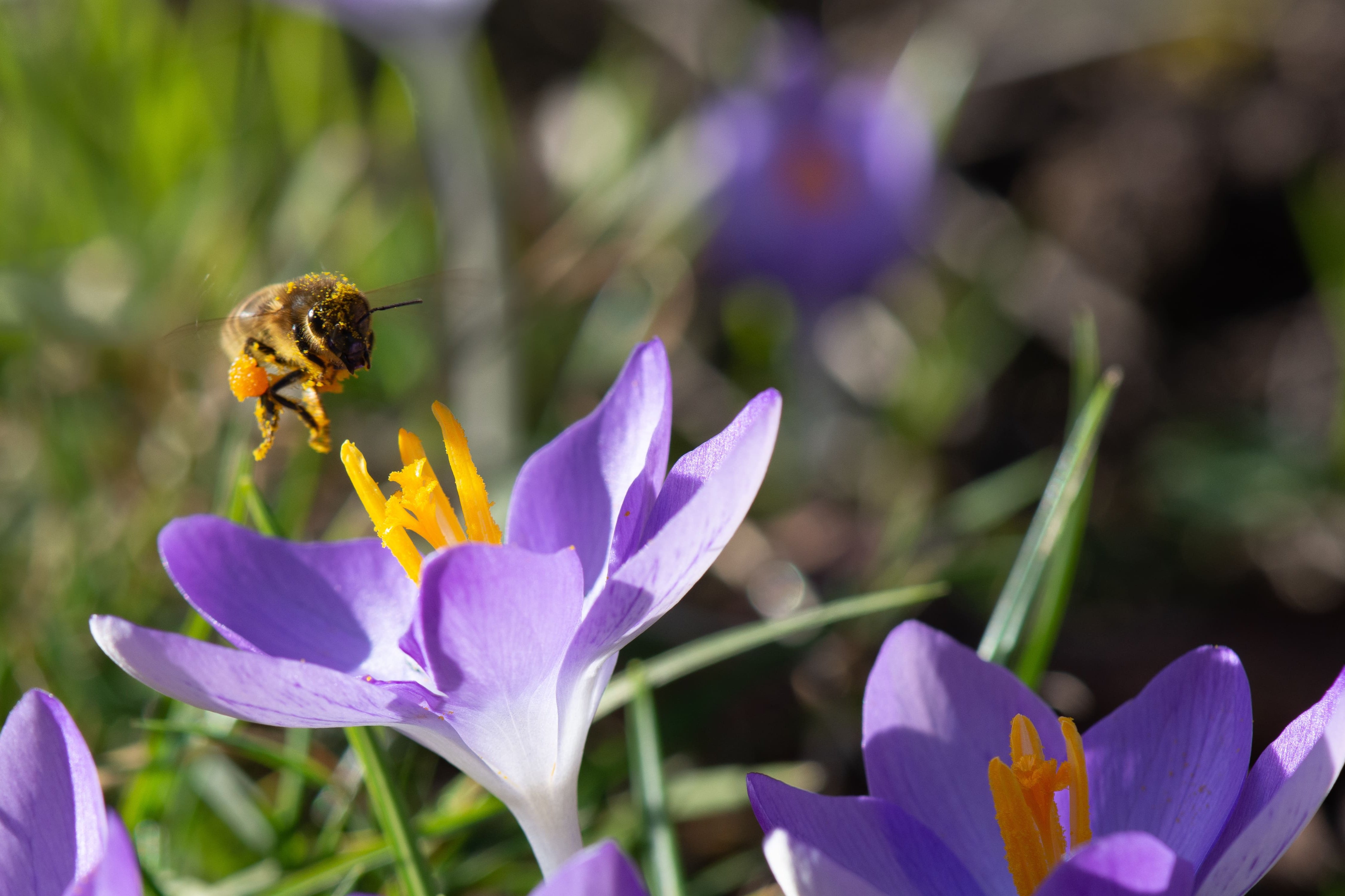 Biene fliegt auf Pflanze