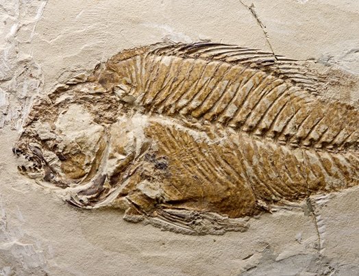 Fisch Fossil