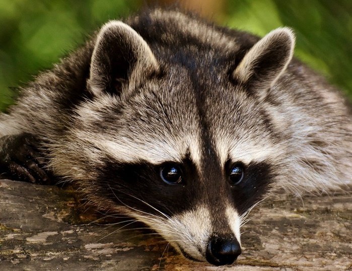 Waschbär – Racoon