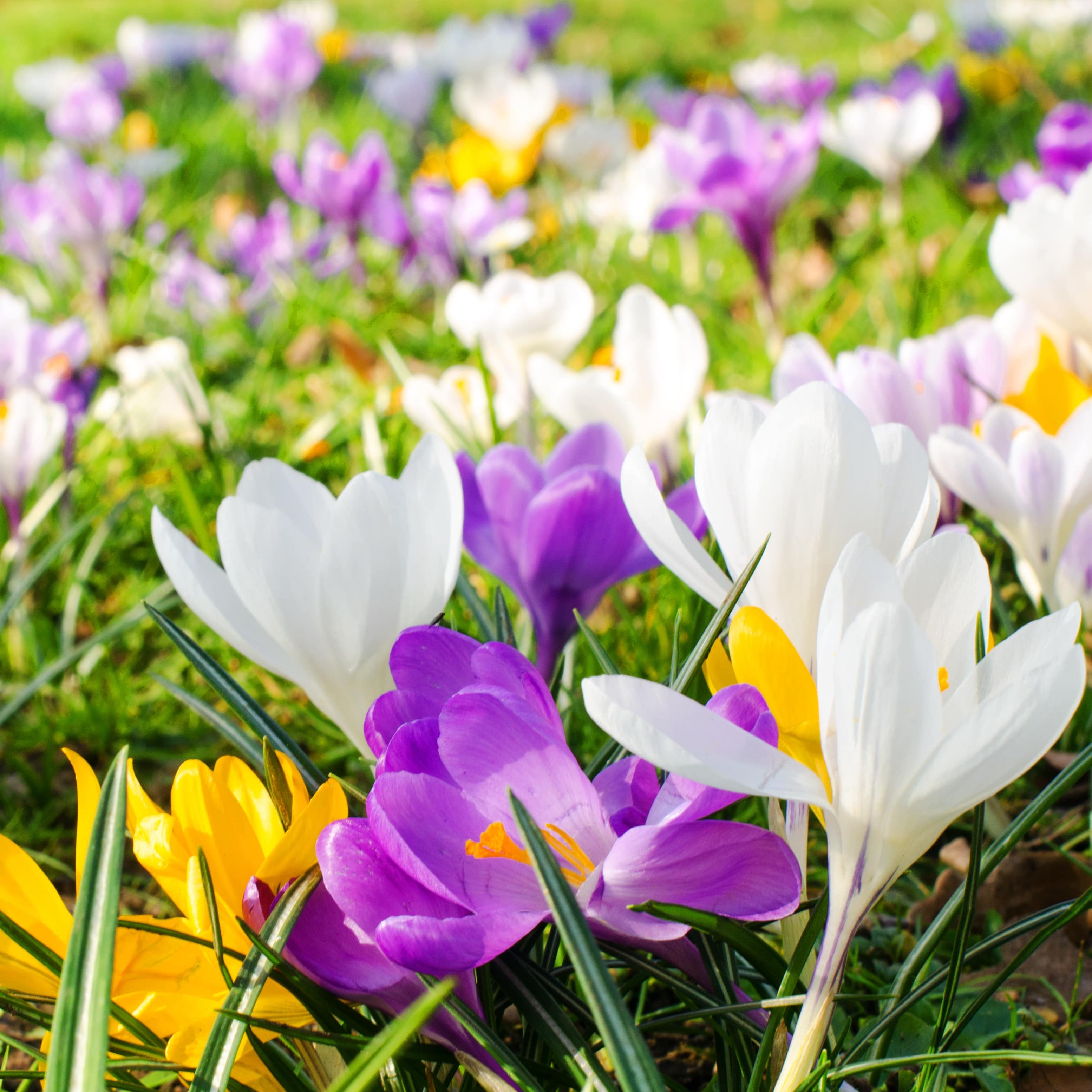 Bunte Blumen