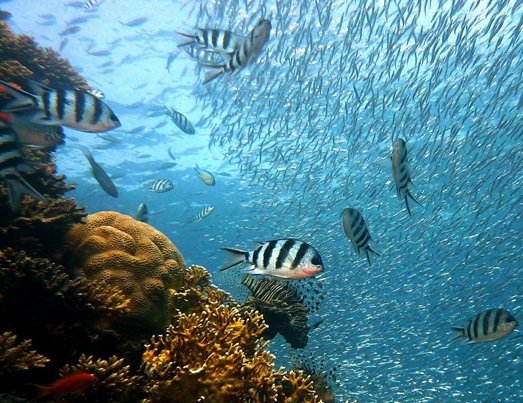 Fische schwimmen vor Korallen
