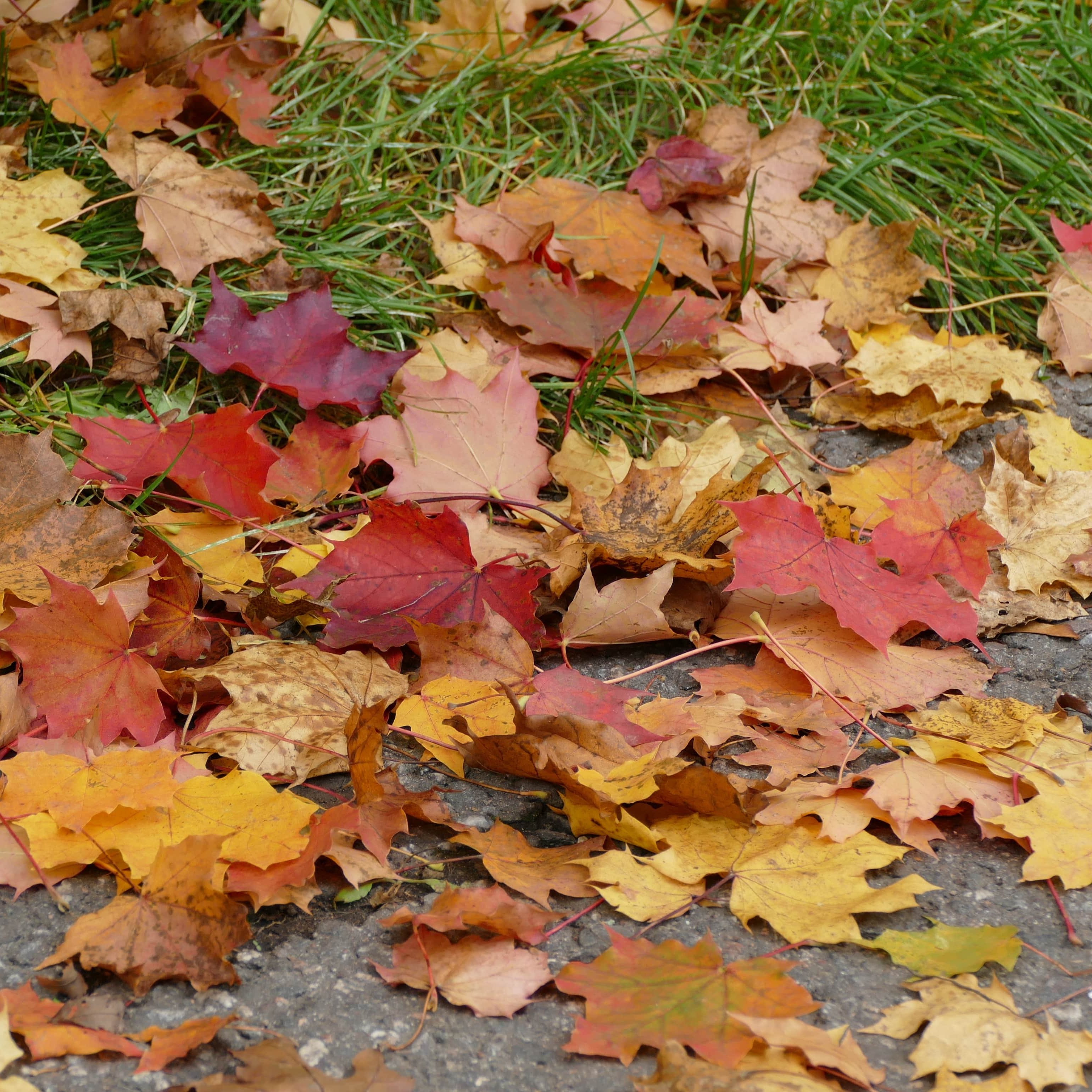 bunte Blätter auf dem Boden
