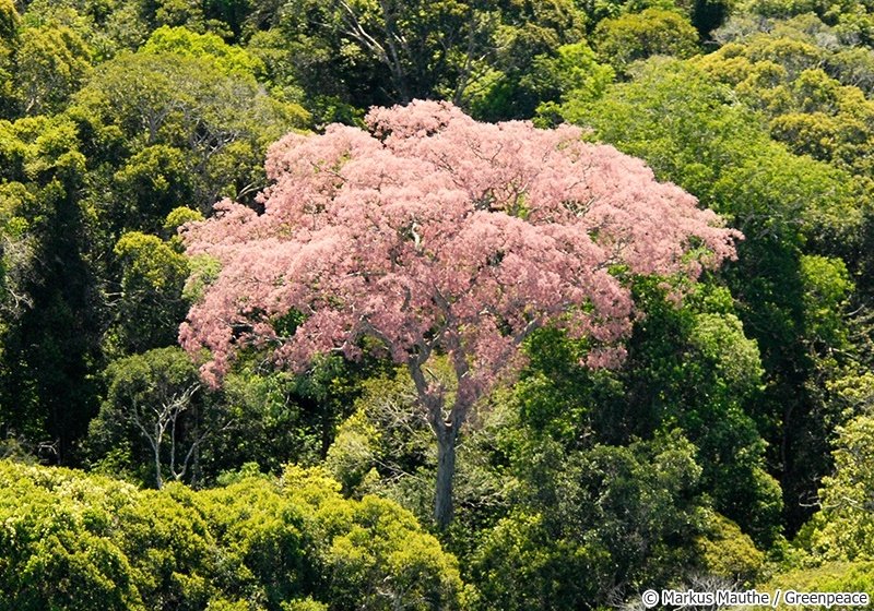 rötlicher Baum im grünen Wald