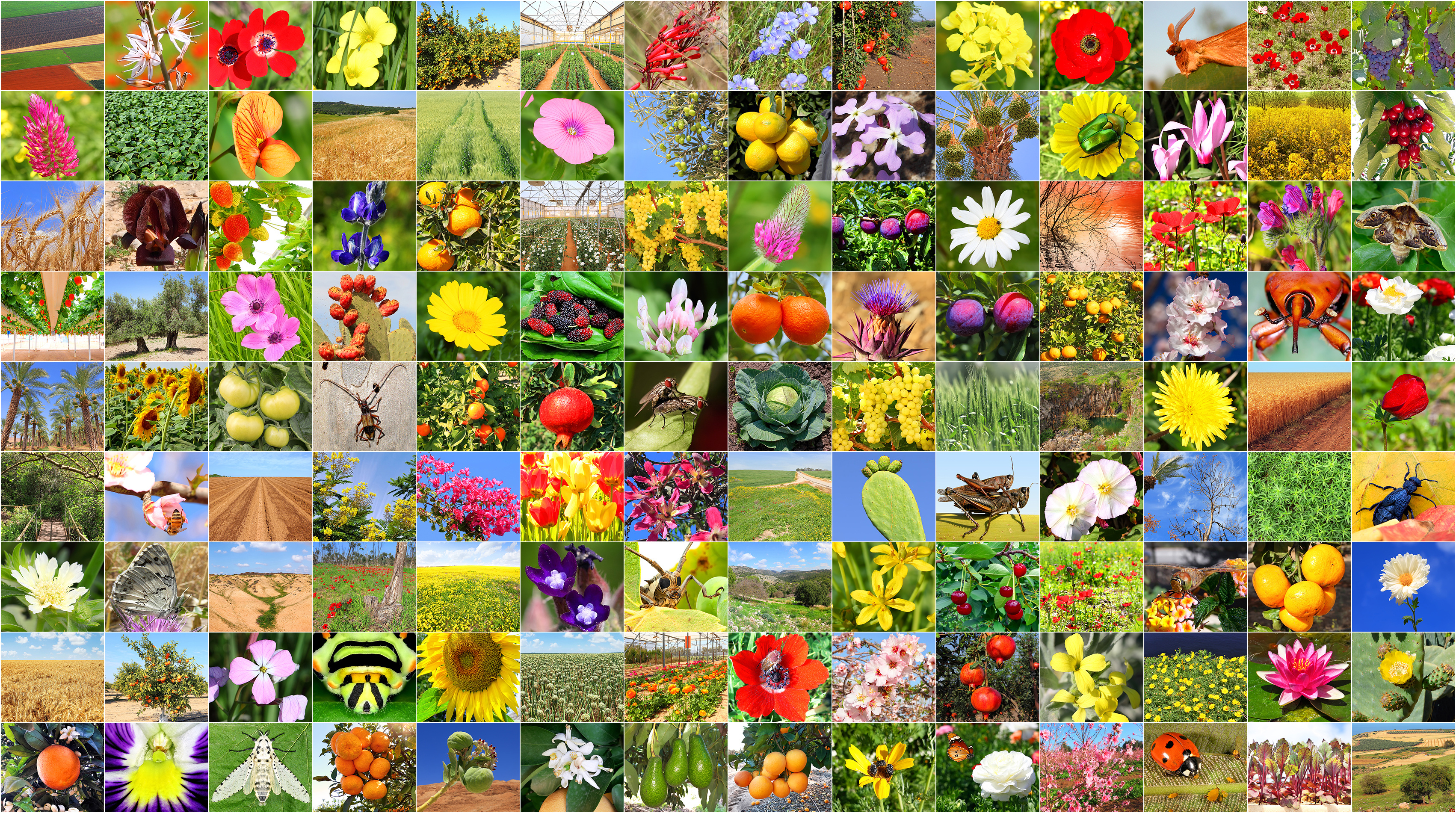 Fotocollage mit Fotos aus der Natur