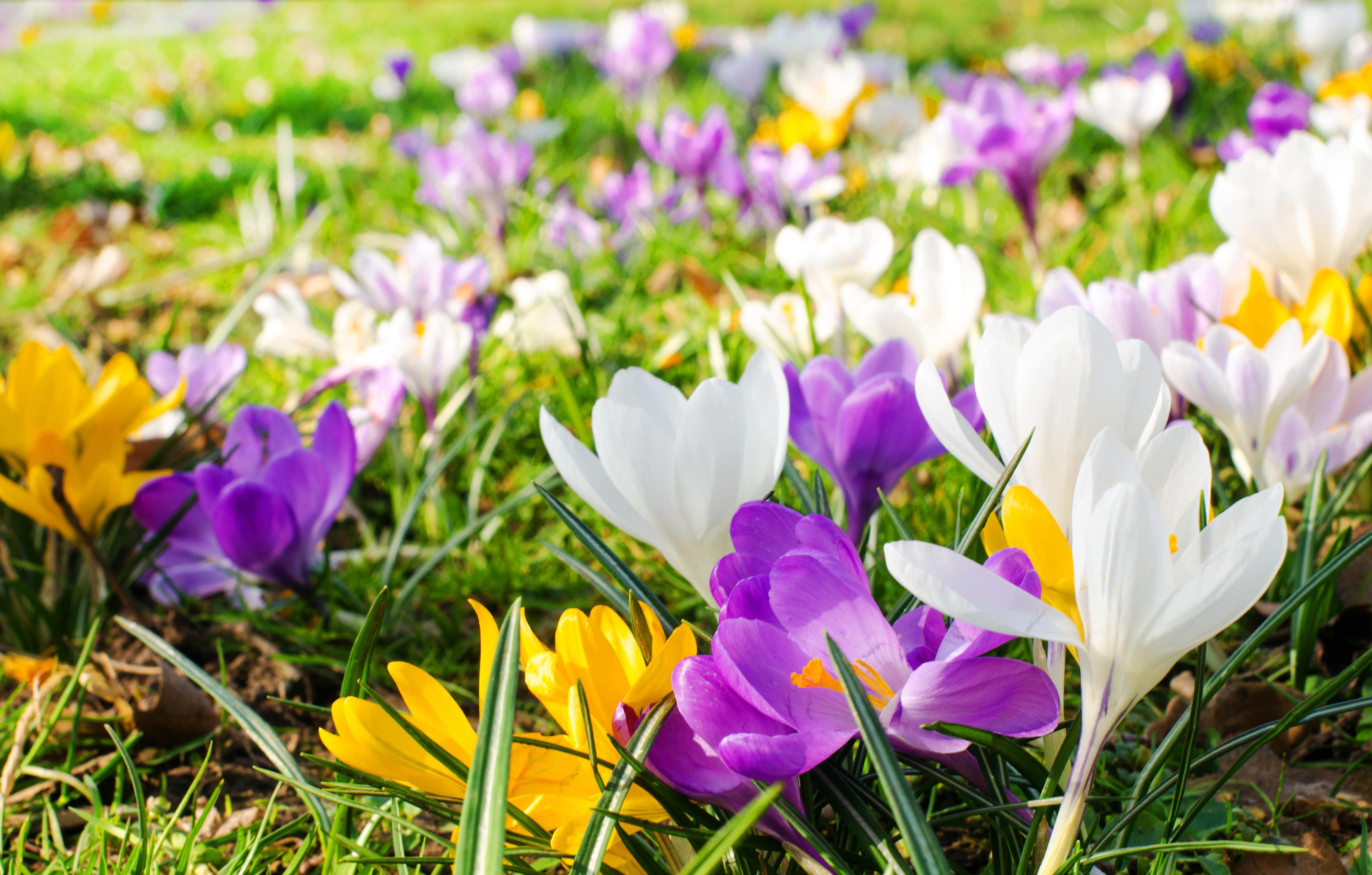 Bunte Blumen