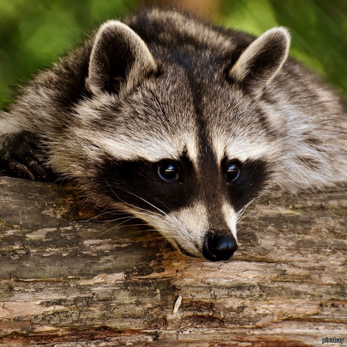 Waschbär – Racoon