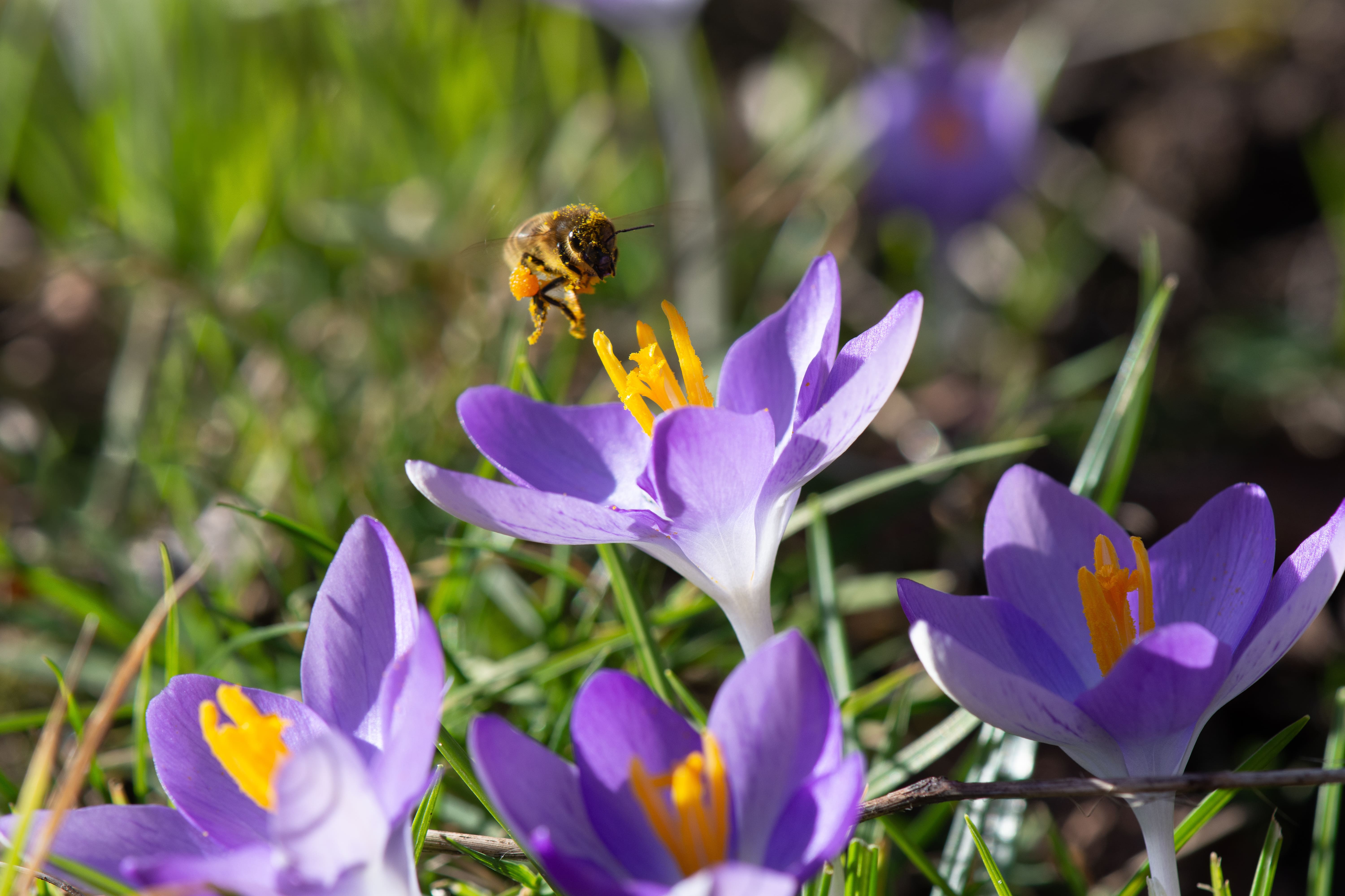 Biene fliegt auf Pflanze