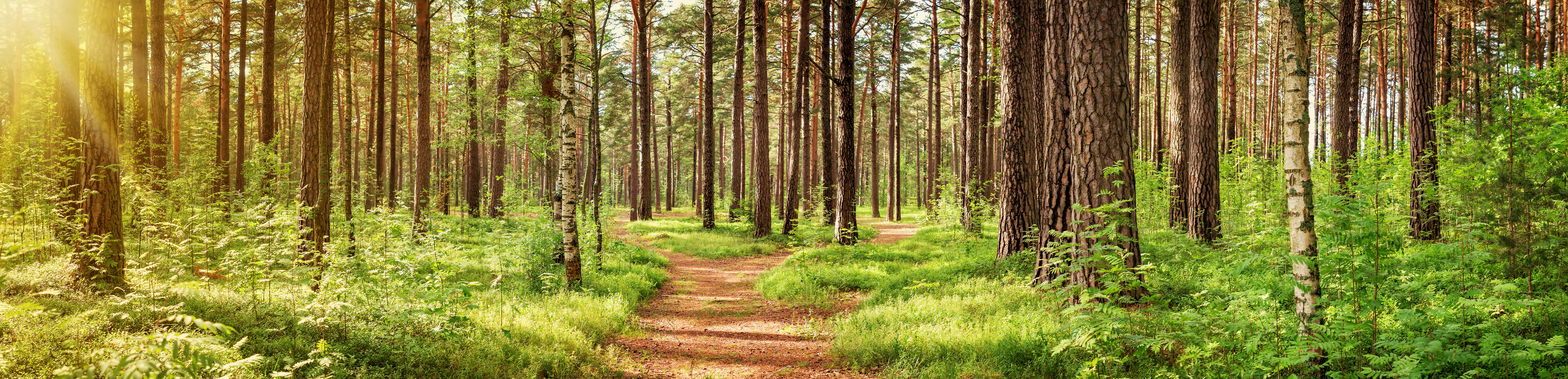 Wald, grün, Farn