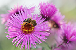 Blüte mit Biene als Bestäuber