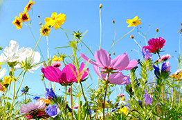 Bild einer bunten Blumenwiese